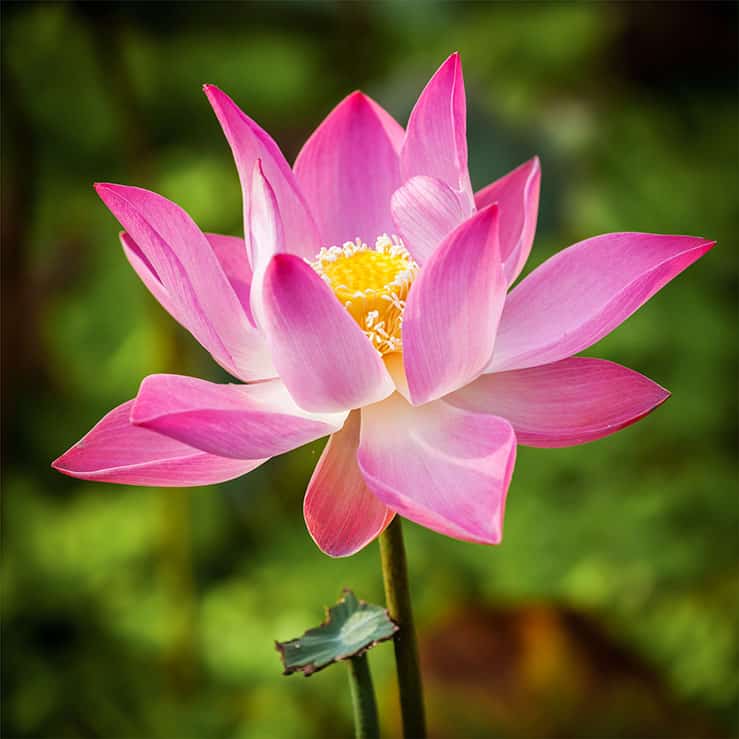 Lotusblume wellnessprojektberater Schweiz Der Schweizer Wellnessprojektberater Lotusblume