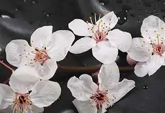 Ruhe und Harmonie im Wellnessbereich Orchidee und Steine im Wellnessbereich.